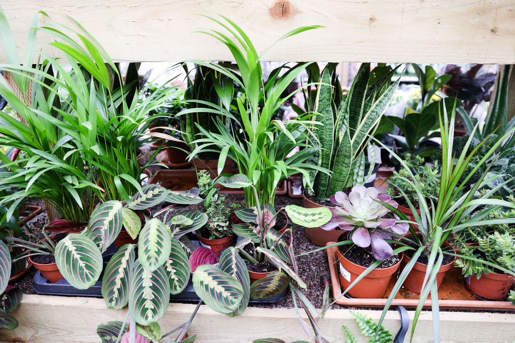 Top Ten Tips Caring For Houseplants The Hertfordshire Garden Centre